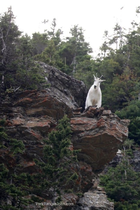 Mountain Goat on a rock ledge in Glacier National Park