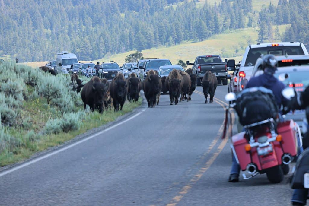 Bison Jam in Yellowstone National Park
