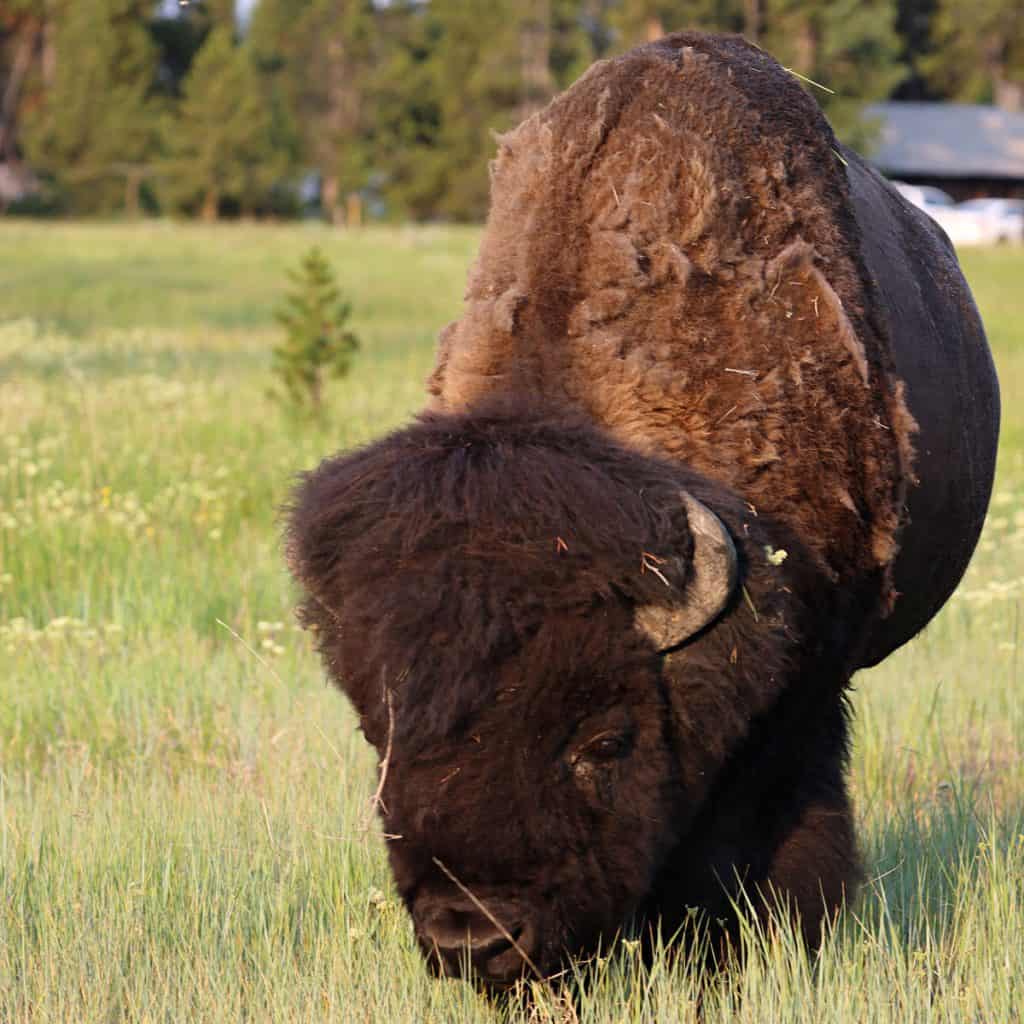 Bison in Yellowstone National Park USA