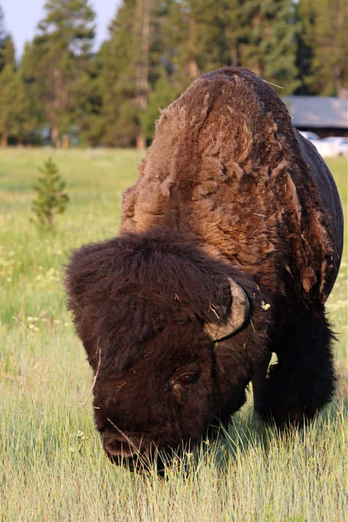 Bison near Lake Lodge Cabins