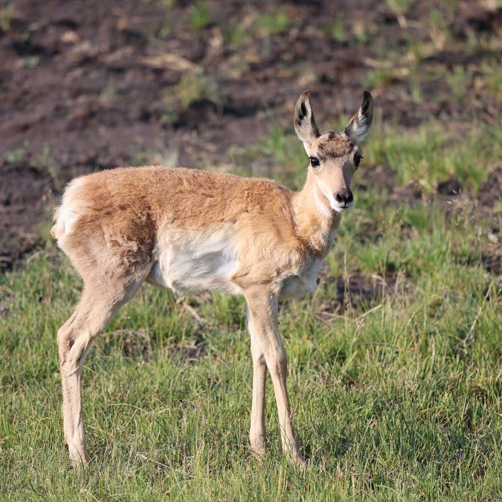 Pronghorn Antelope in Lamar Valley Yellowstone