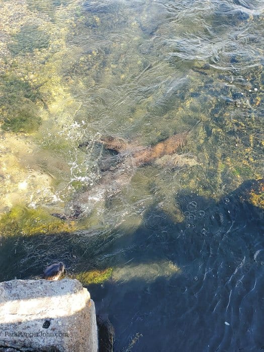 three river otters in the firehole river