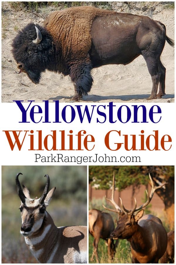 Epic Guide to Yellowstone Animals {Video} | Park Ranger John