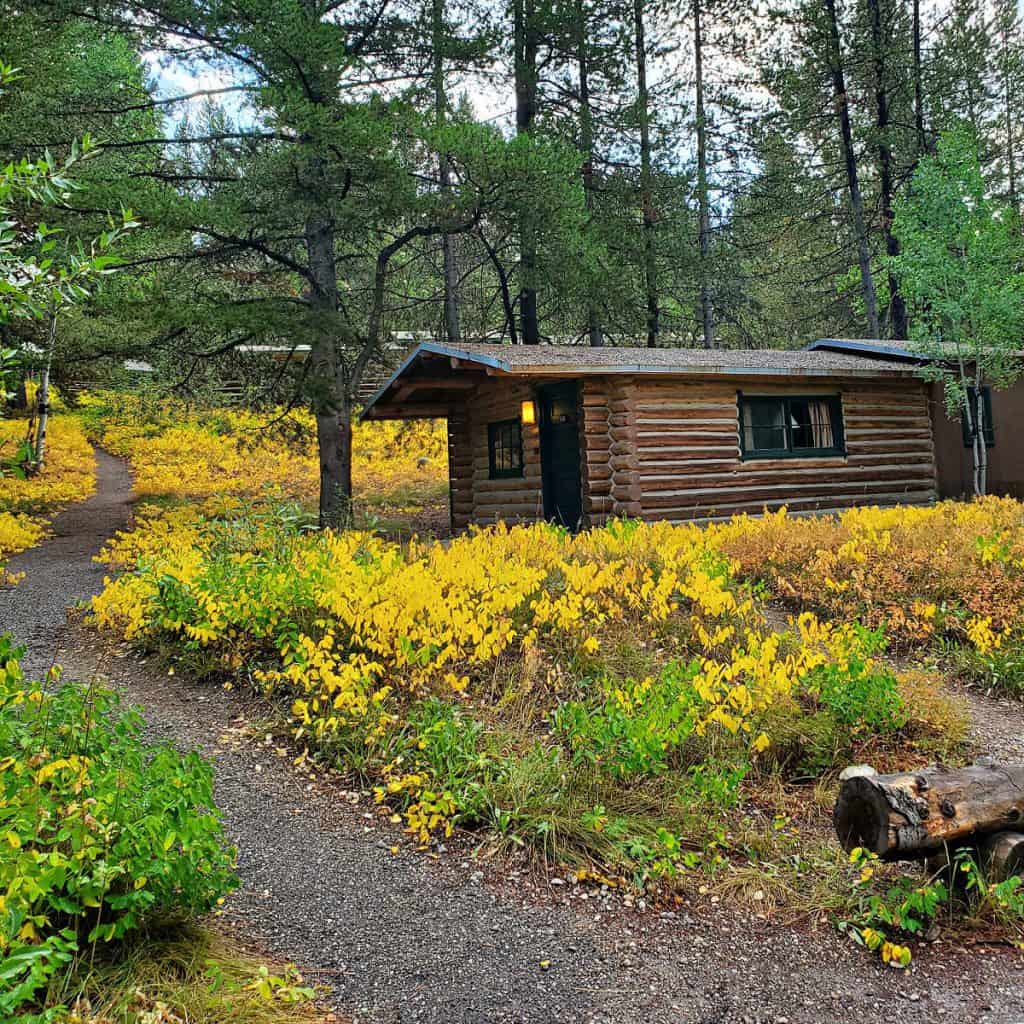 Colter Bay Cabin with fall colors