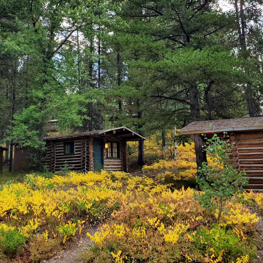 Fall colors at Colter Bay Cabins