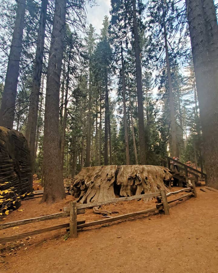 Discovery Stump at Calaveras Big Tres State Park California