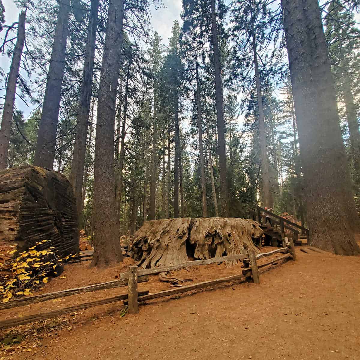Discovery Stump at Calaveras Big Tres State Park California
