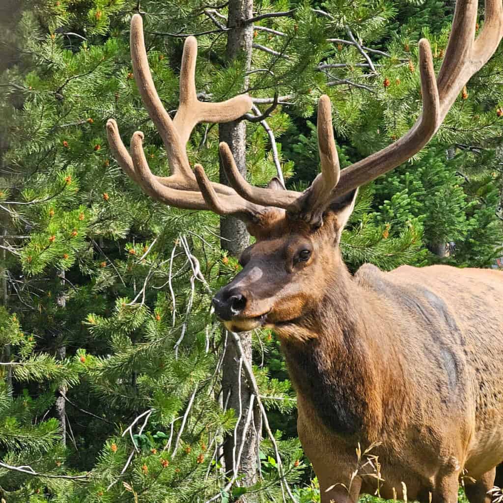 Elk at Signal Mountain Lodge in Grand Teton National Park