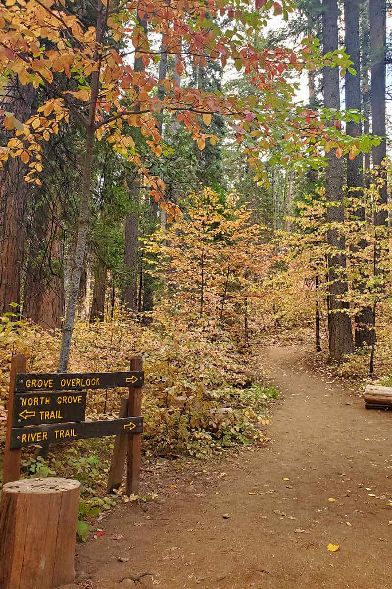 Hiking at Calaveras Big Trees State Park California