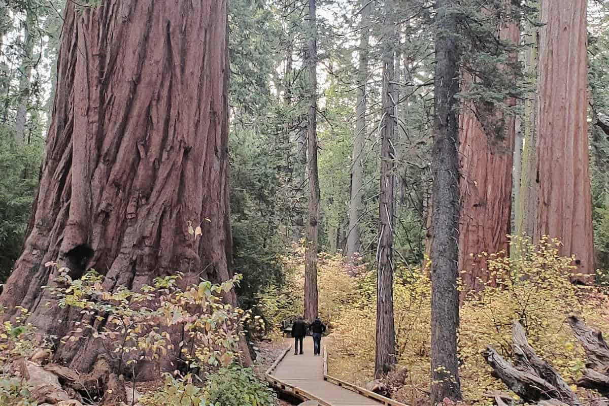 Hiking Calaveras Big Trees SP California