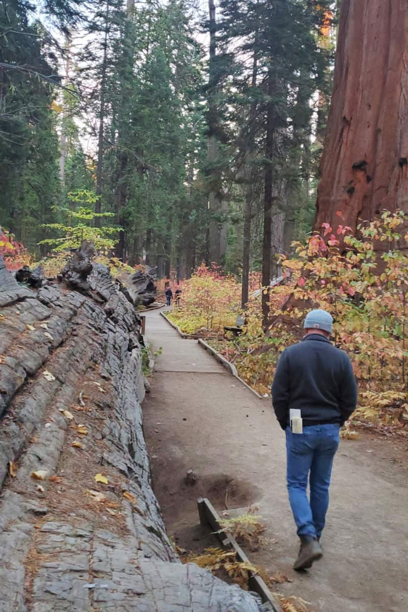 Hiking in Calaveras Big Trees State Park California