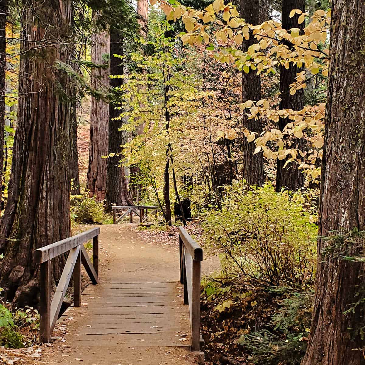 Hiking the North Grove Trail Calaveras Big Trees State Park California