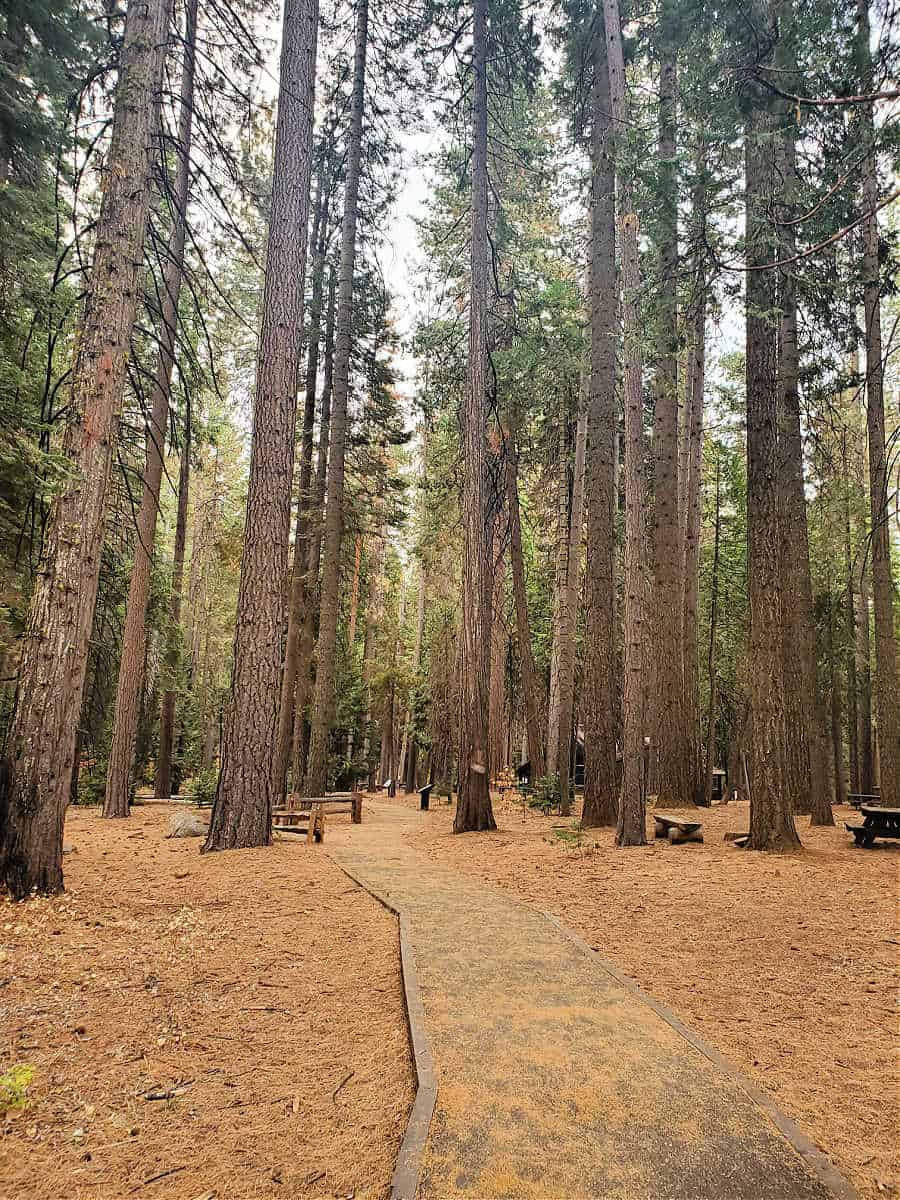 Hiking Calaveras Big Trees SP California