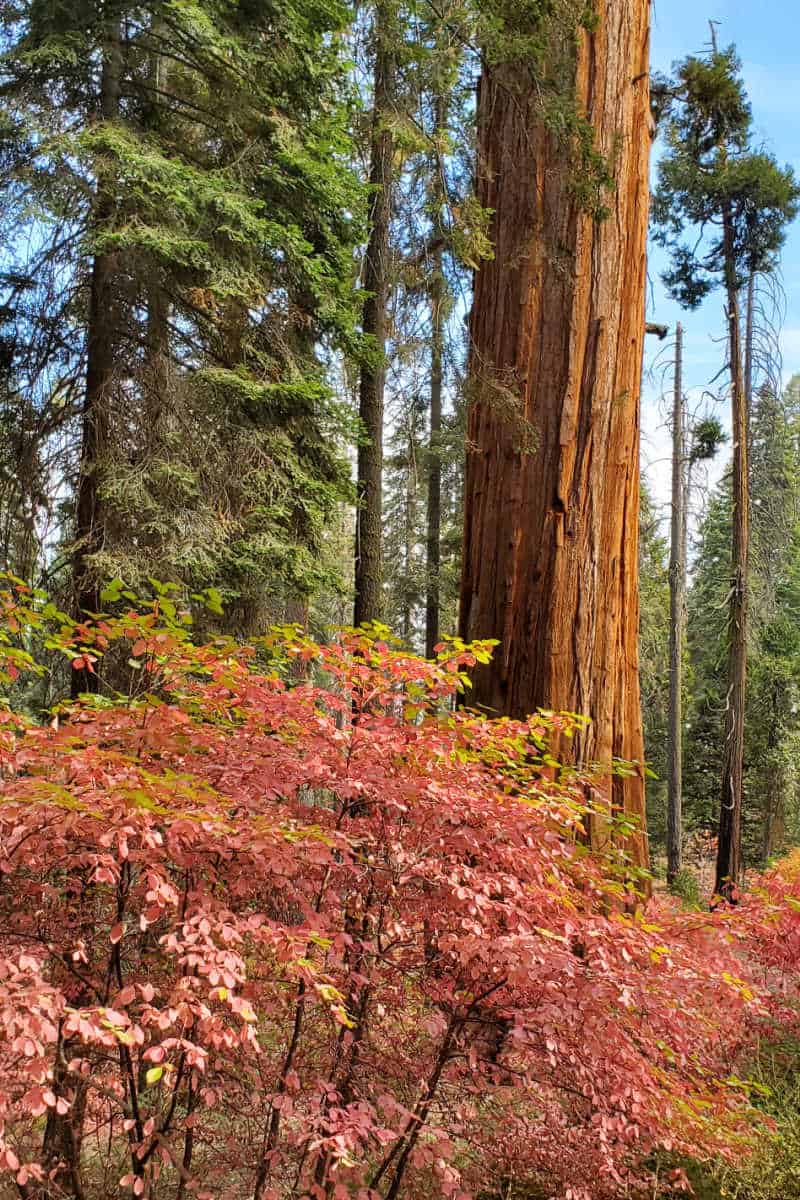 Fall Colors at Calaveras Big Trees State Park California