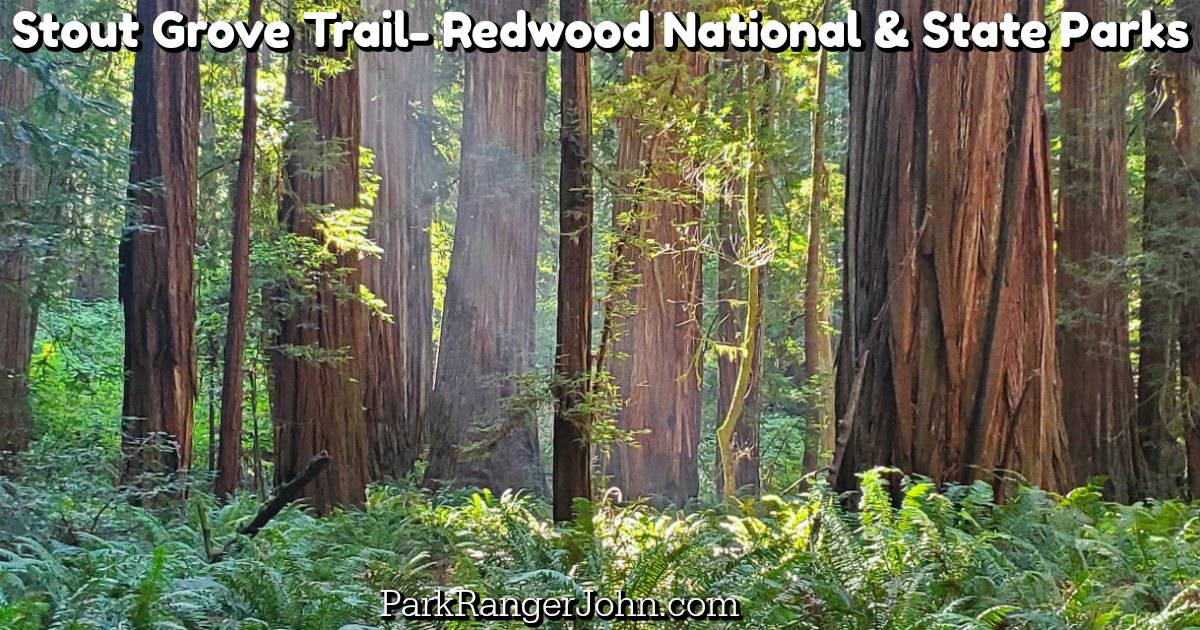 Stout Grove Trail – Jedediah Smith Redwoods State Park | Park Ranger John