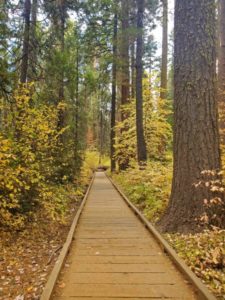 Calaveras Big Trees State Park - California | Park Ranger John