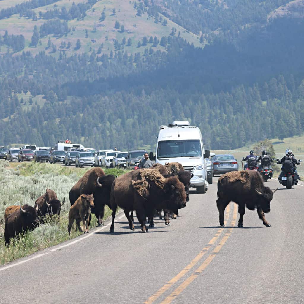 Bison walking on the roadway in Lamar Valley in Yellowstone National Park