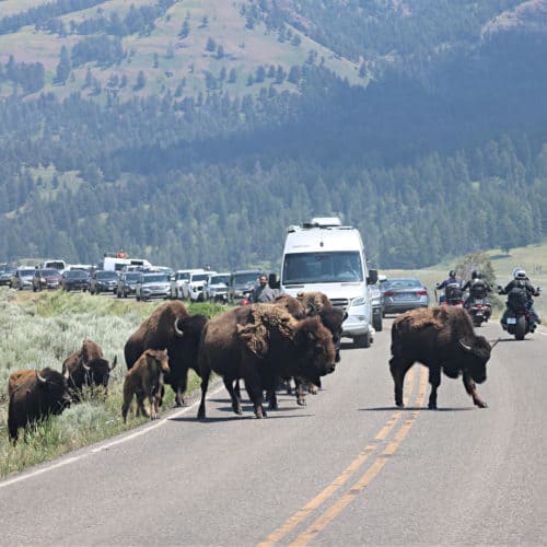 Bison walking on the roadway in Lamar Valley in Yellowstone National Park
