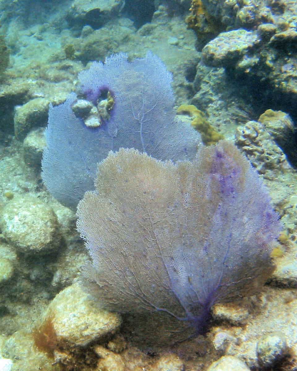 Fan coral in Trunk Bay at Virgin Islands National Park