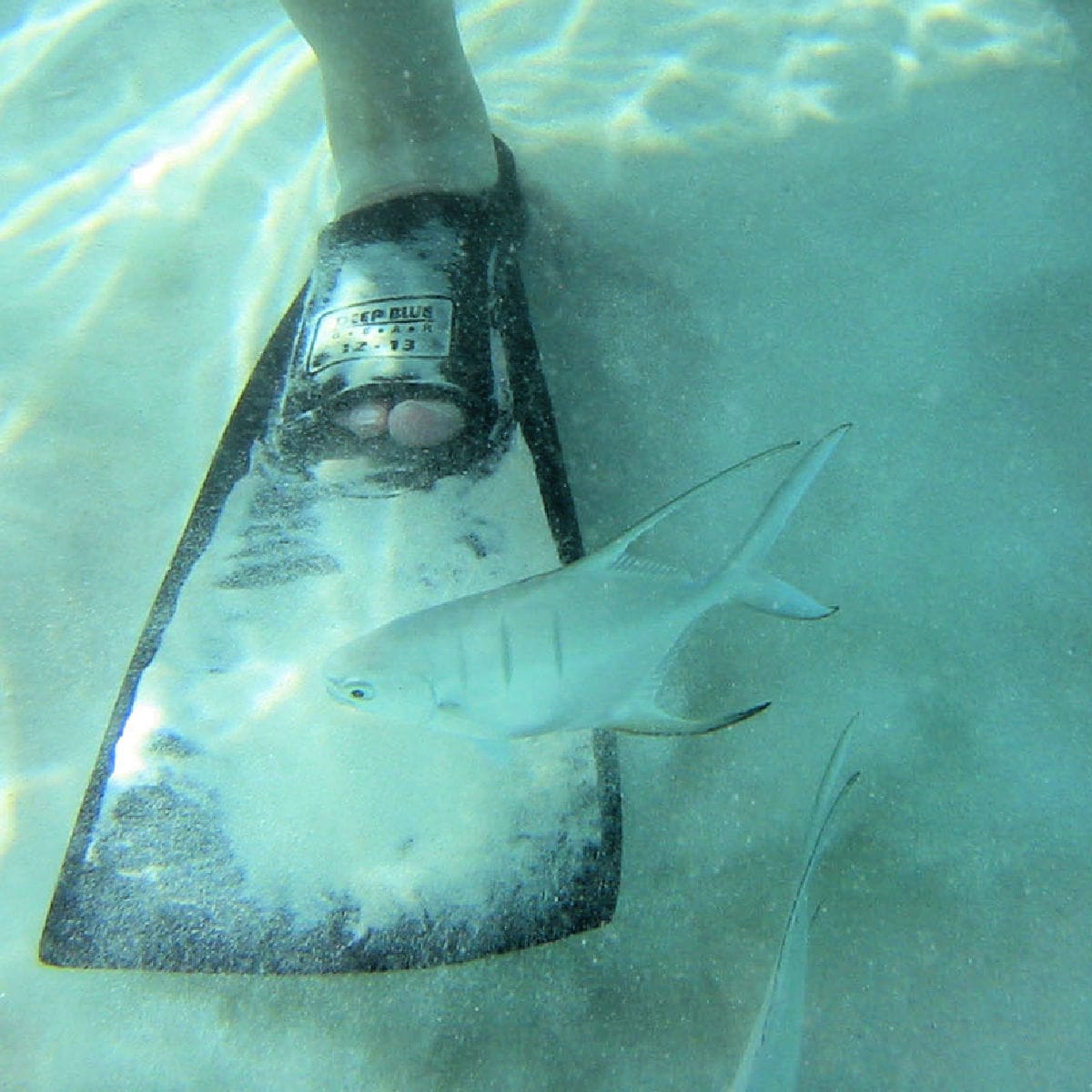 Fish in Trunk Bay going by fin on foot while snorkeling