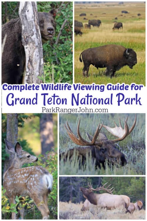 The Complete Grand Teton Wildlife Viewing Guide Park Ranger John