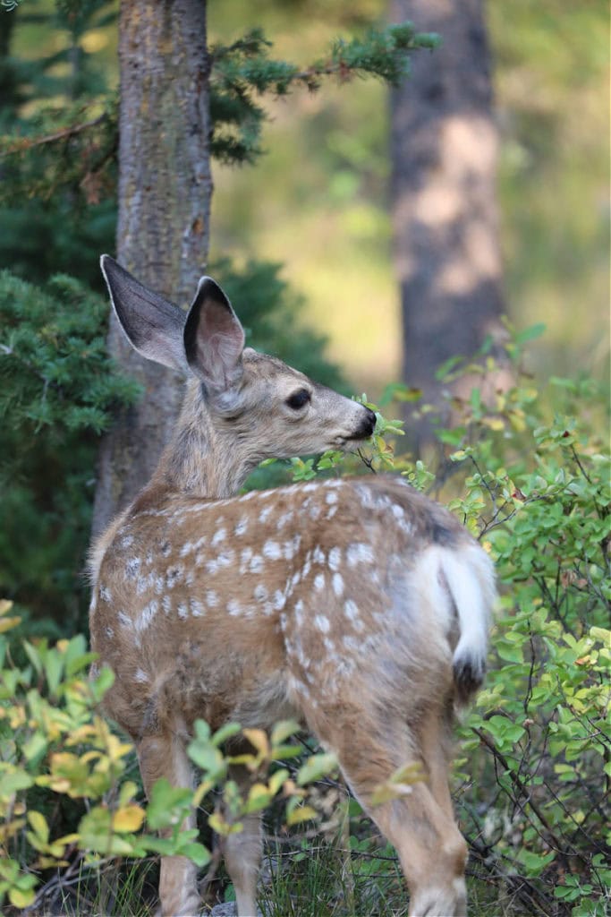 Baby deer with spots in Grand Teton National Park