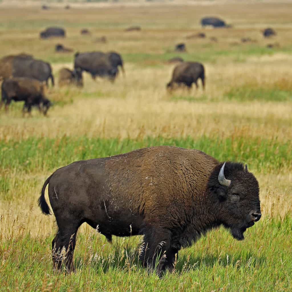 Bison Grand Teton National Park
