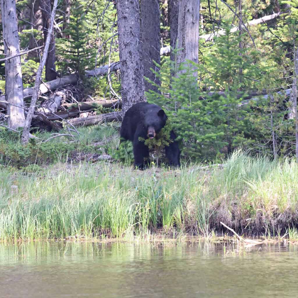 Black Bear in Yellowstone National Park