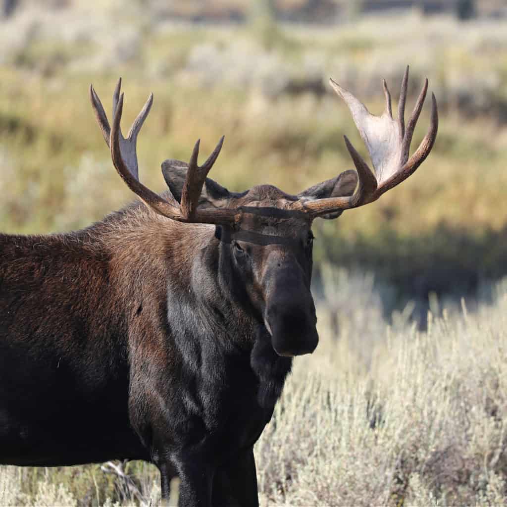 Bull Moose in Grand Teton National Park