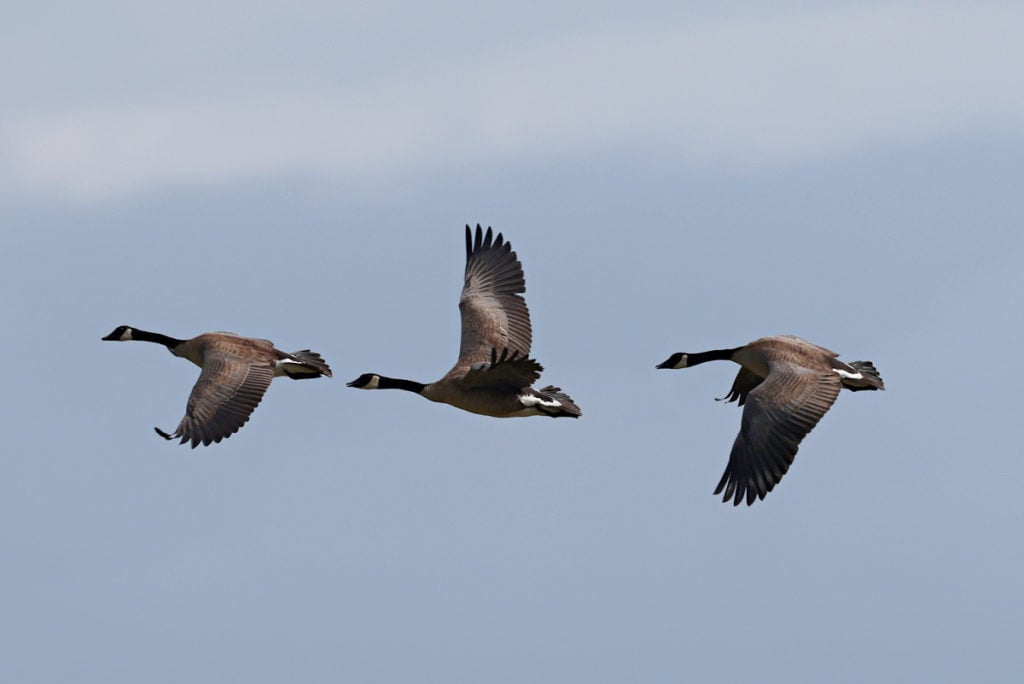 Canada Geese at Grand Teton National Park
