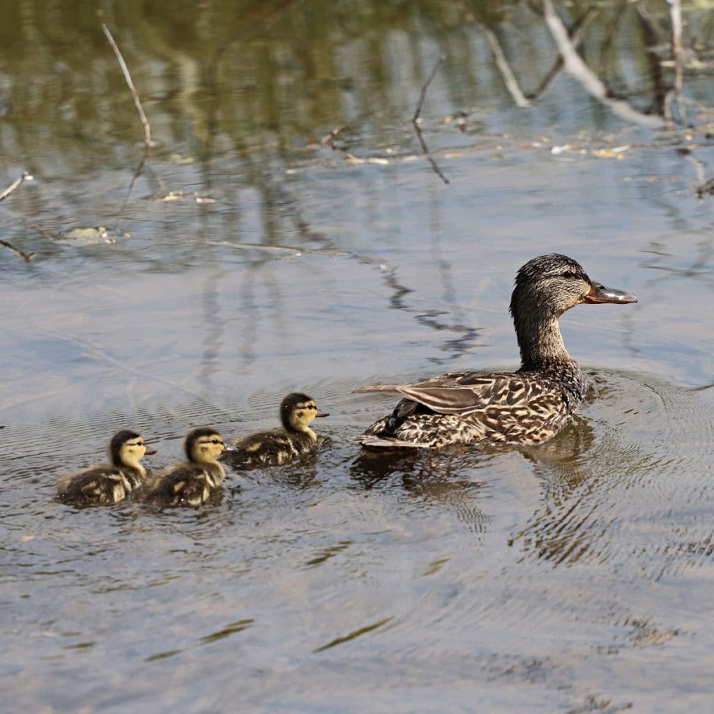 Cinnamon Teal mom and babies at Grand Teton National Park