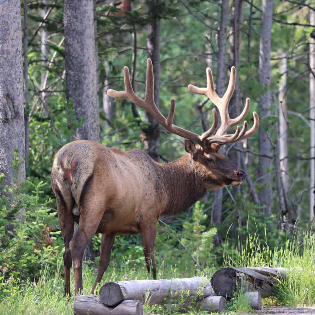 Elk at Grand Teton National Park Wyoming