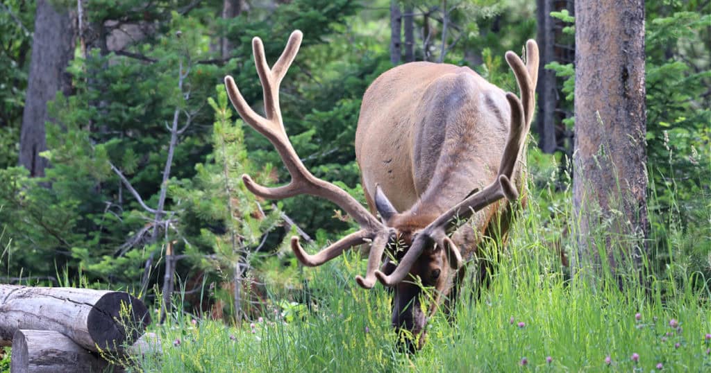 Elk in the Tetons