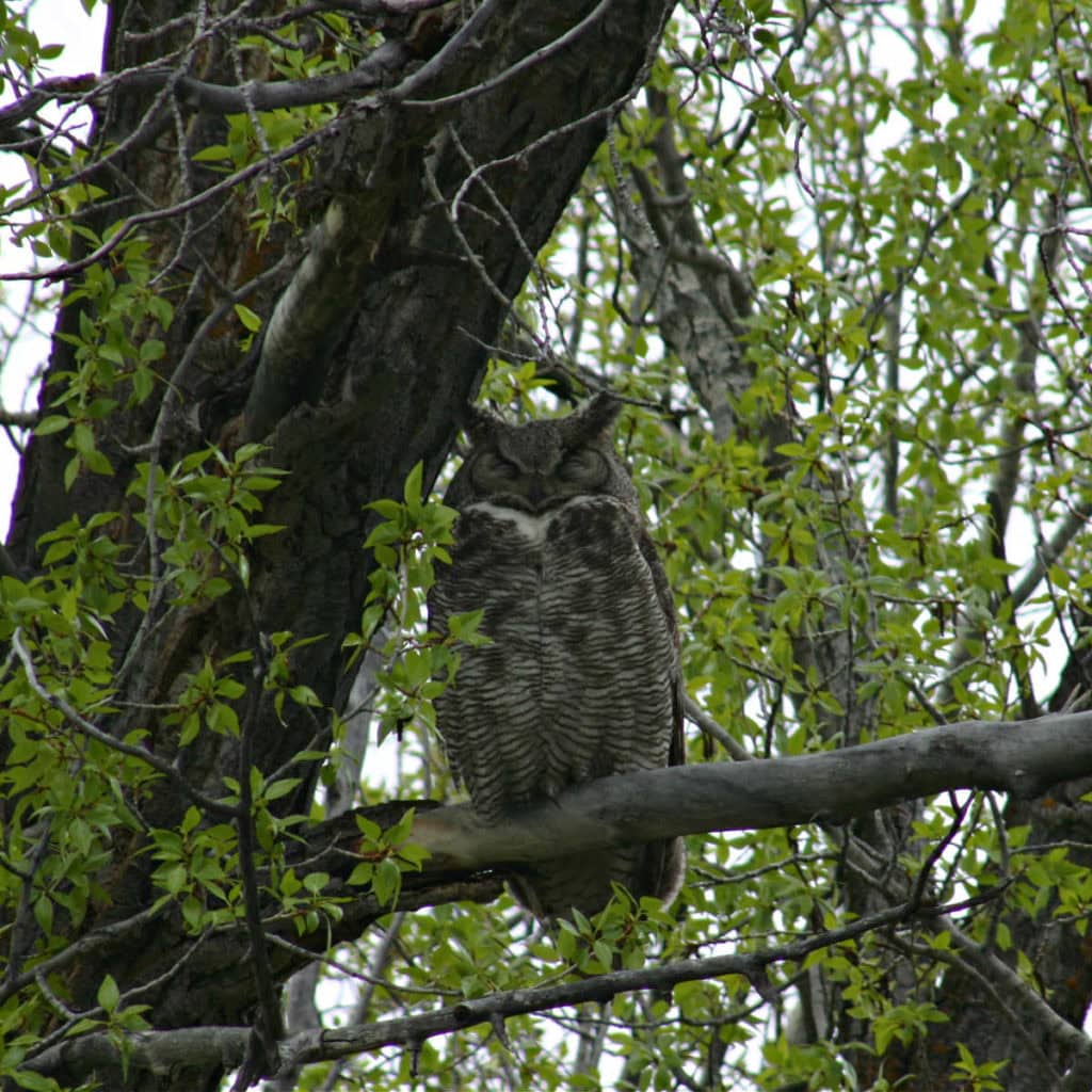 Great Horned Owl at Grand Teton National Park