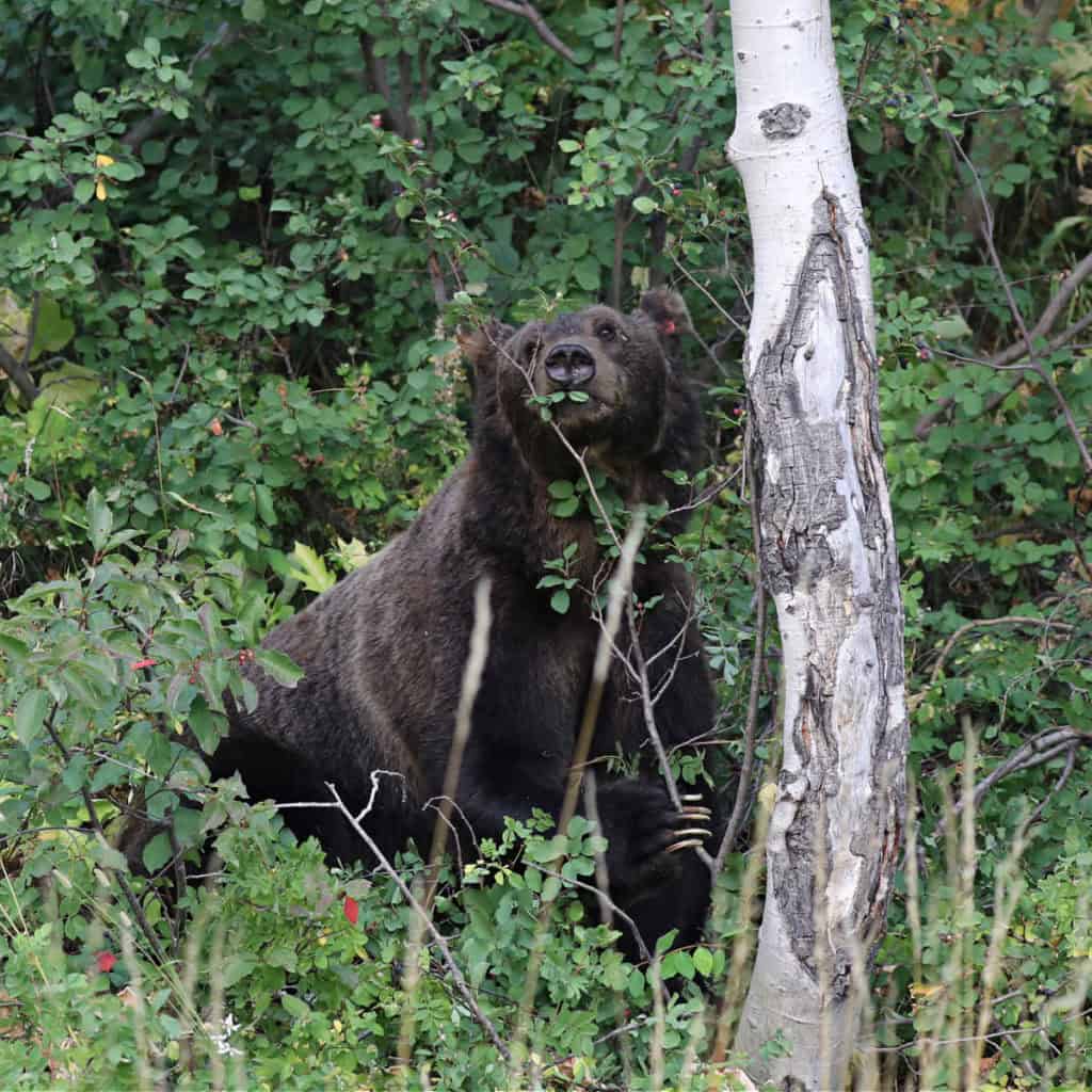 Grizzly Bear in Grand Teton National Park