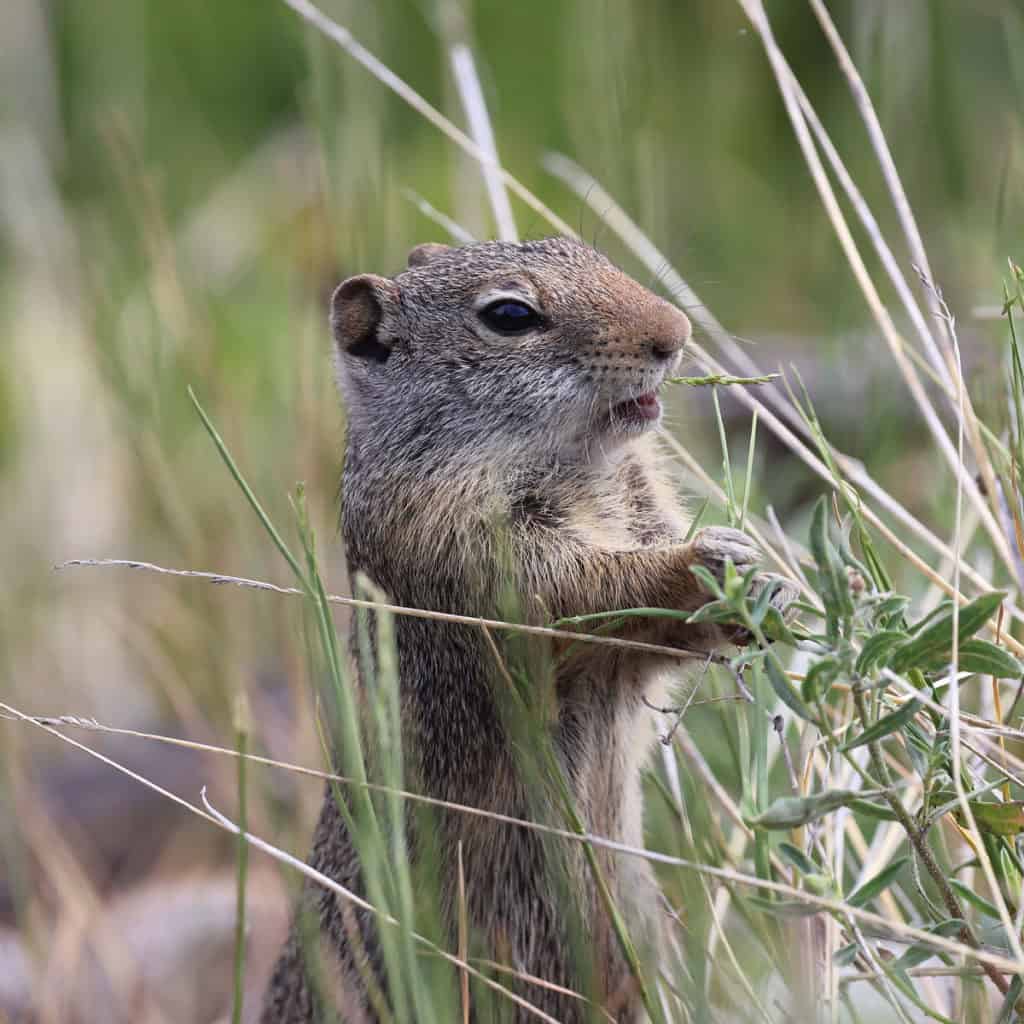 Ground Squirrel at Graand Teton National Park