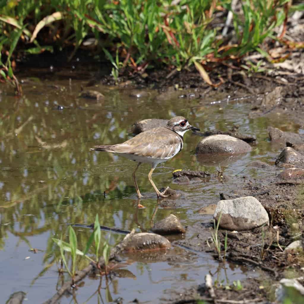 Killdeer at Grand Teton National Park