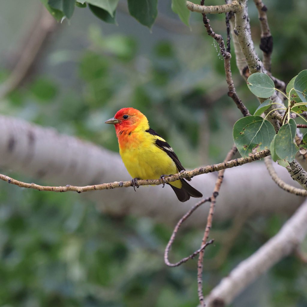 Western Tanager in Grand Teton National Park