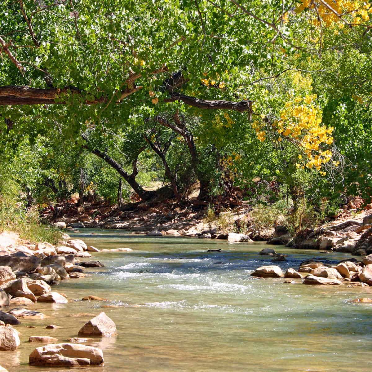 Virgin River with leaves changing colors in the fall by the South Campground