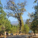 photo of acampsite in the Lupine campground with text "Lupine Campground Bass Lake California by ParkRangerJohn.com"