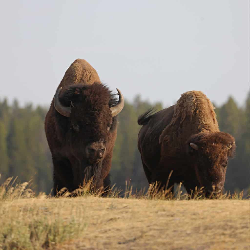 Bison coming over a hill in Hayden Valley in Yellowstone National Park