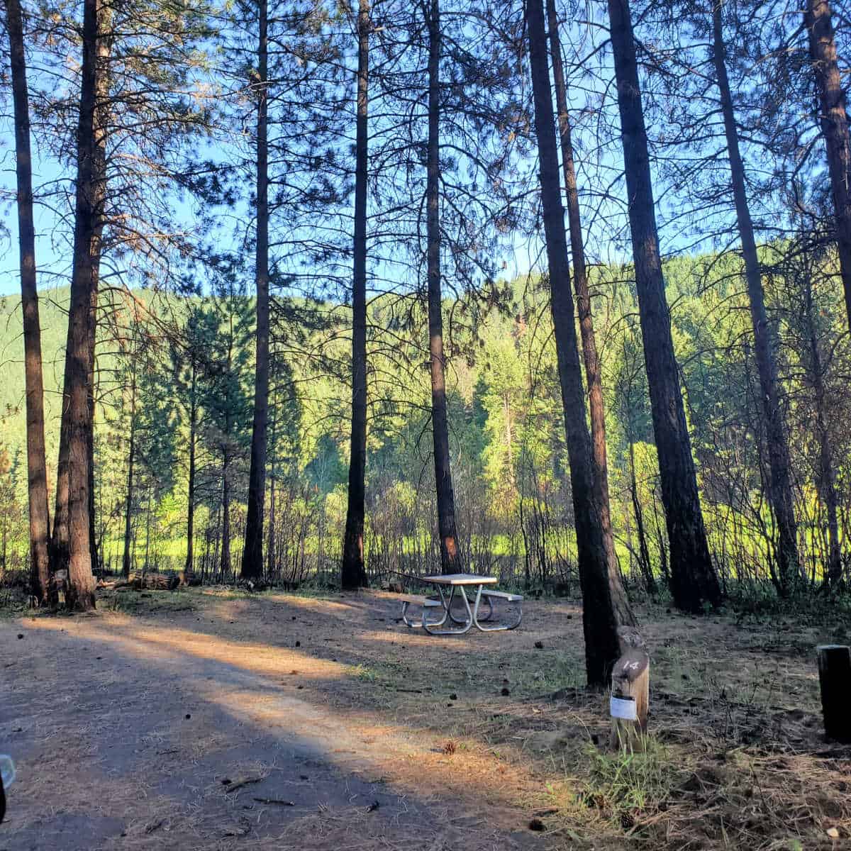 Campsite 14 Marcus Island Campground Lake Roosevelt National Recreation Area