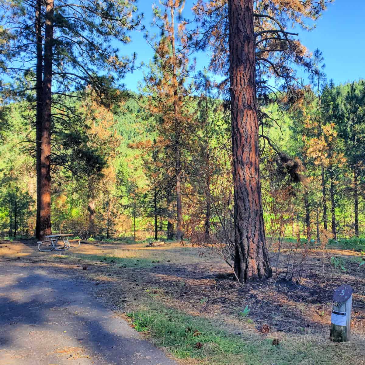 Campsite 5 Marcus Island Campground Lake Roosevelt National Recreation Area