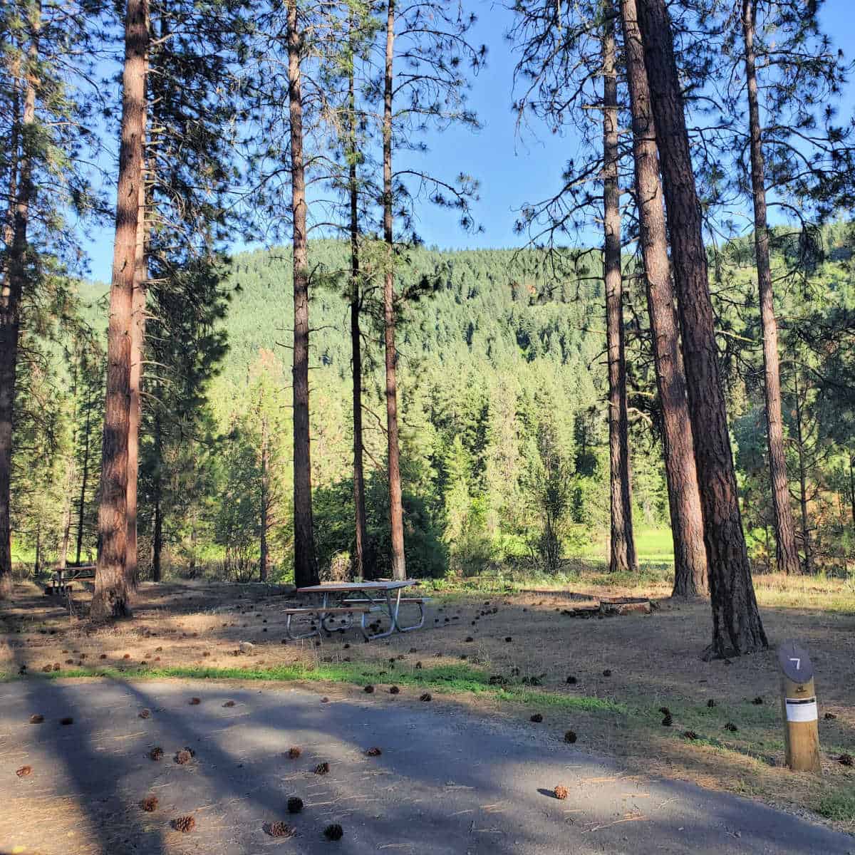 Campsite 7 Marcus Island Campground Lake Roosevelt National Recreation Area