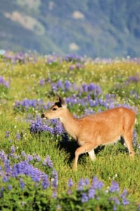 Hurricane Ridge - Olympic National Park | Park Ranger John