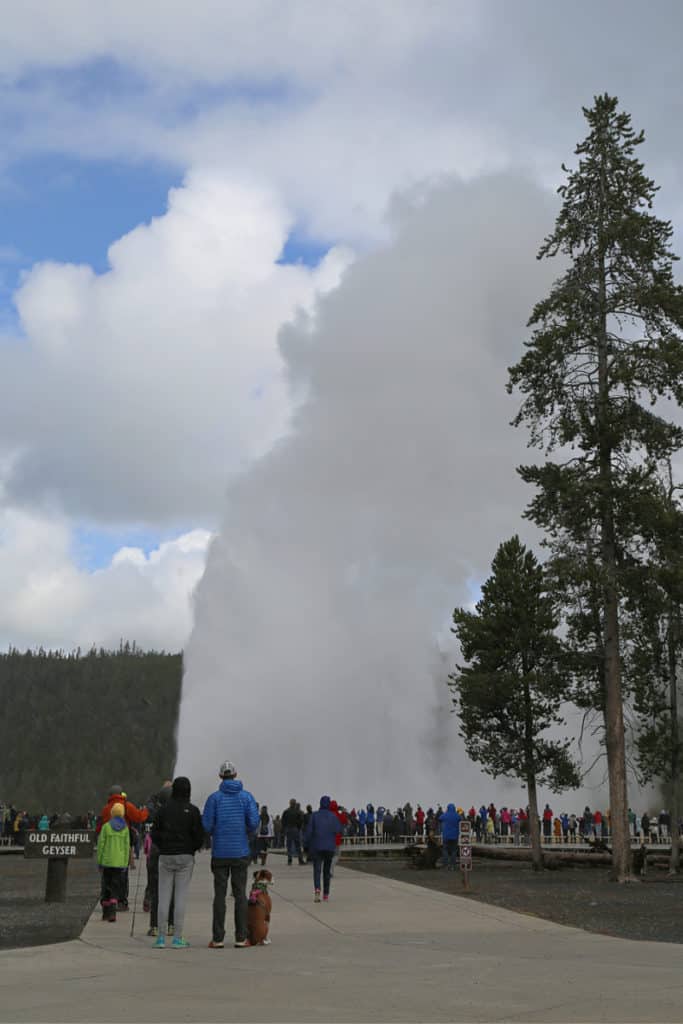 walking up to Old Faithful Geyser erupting in Yellowstone National Park