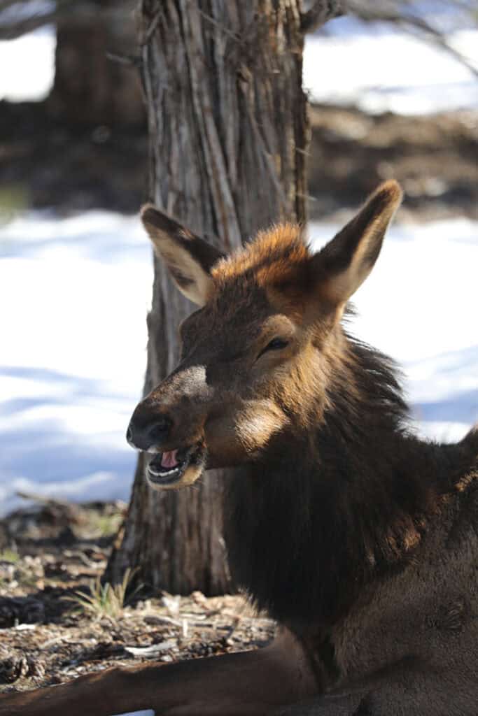 Elk at Grand Canyon