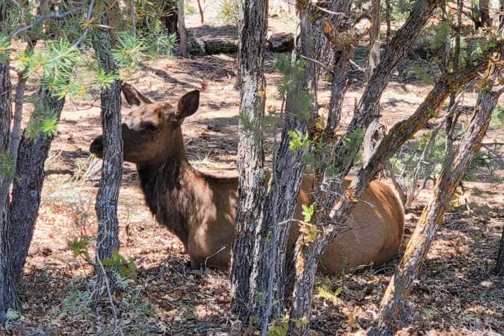 Elk laying down in the shade at Trailer Village Campground in Grand Canyon National PArk