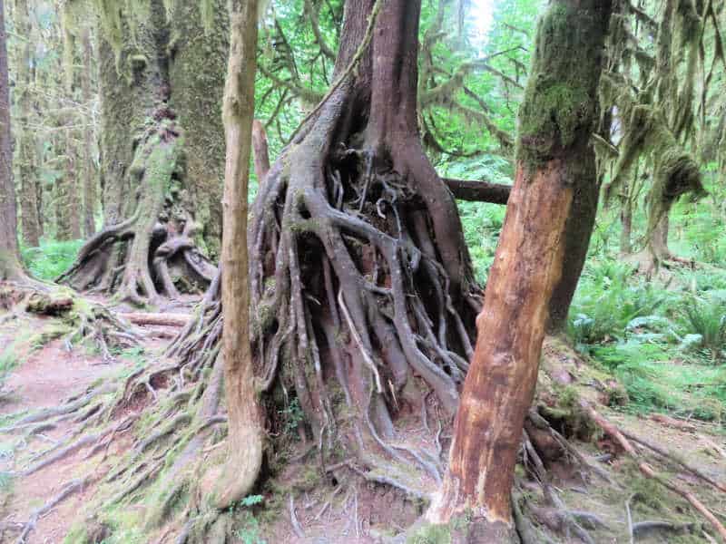 The Marvels of Mosses: Their Ecological and Health Benefits — An Darach  Forest Therapy