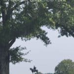 Manassas National Battlefield Park, Virginia